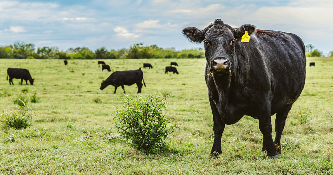 Cattle hoof trimming specialist South West Steve Lerwill