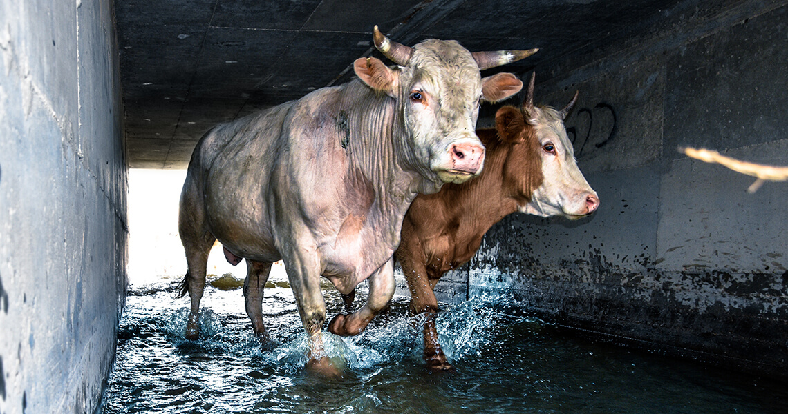 South West cattle hoof trimming Steve Lerwill