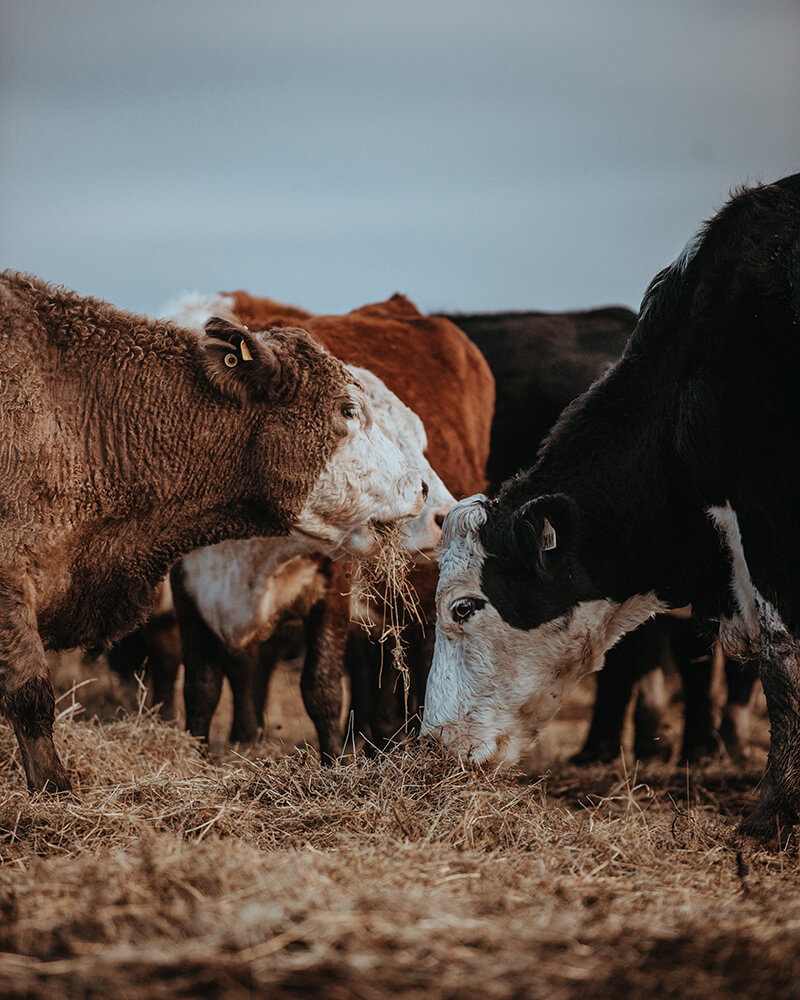 Contact Steve Lerwill Hoof Trimming South West